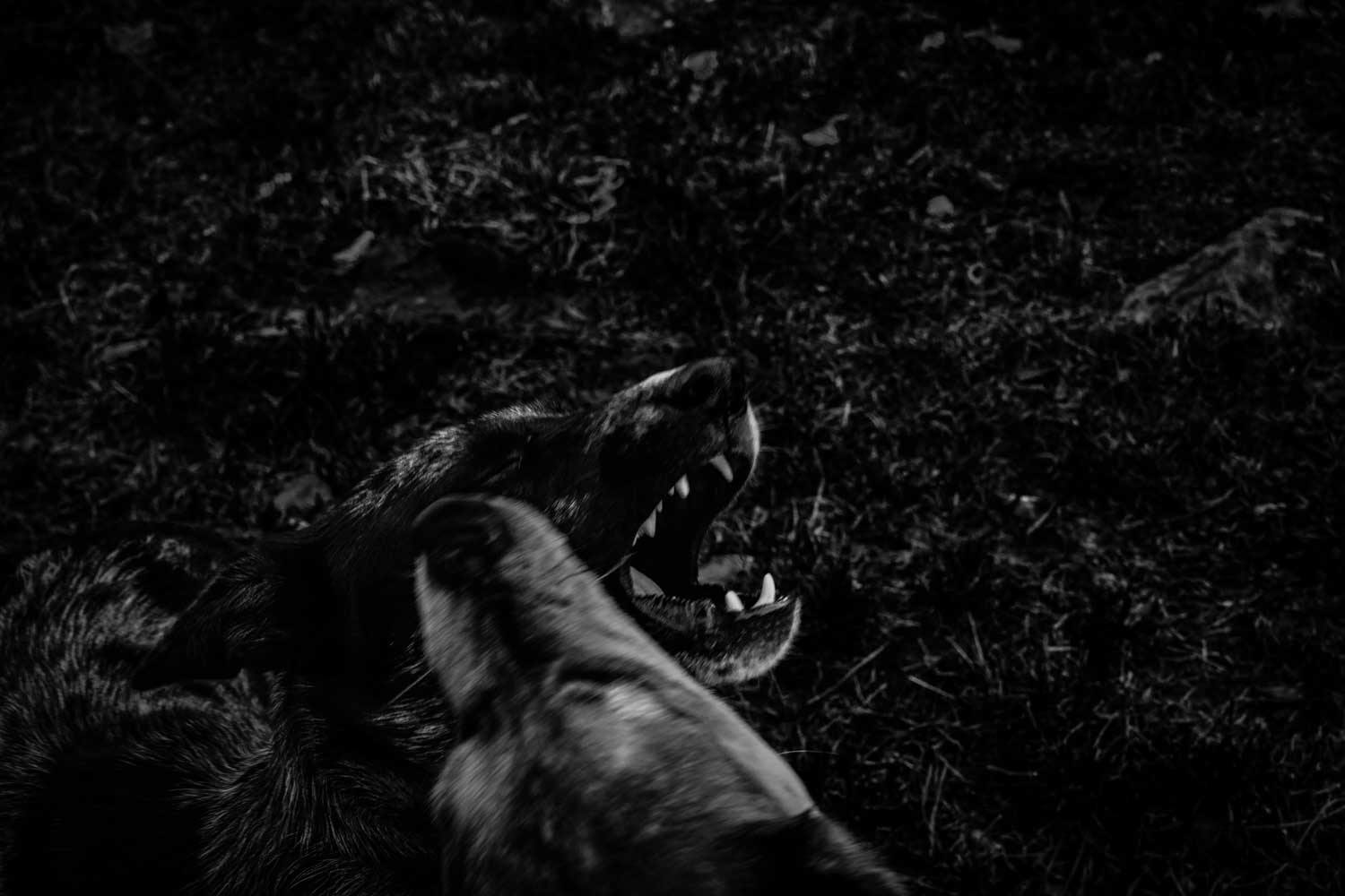 Un mondo accanto reportage